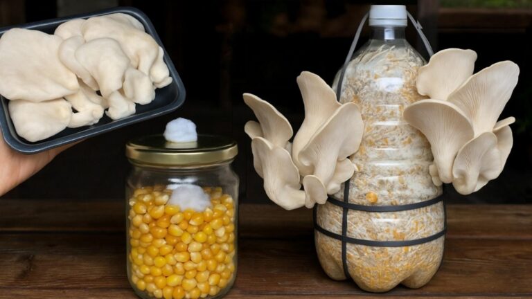 Questo metodo per coltivare funghi ti sorprenderà… ottieni risultati incredibili a casa!