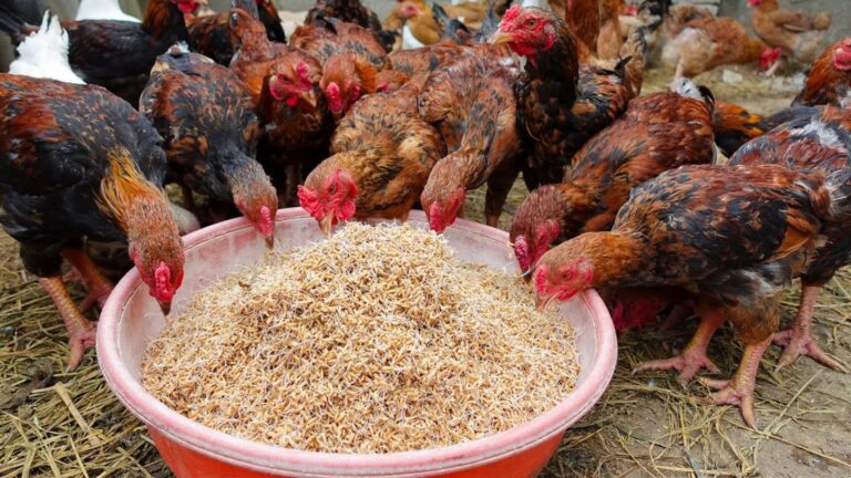 Questo metodo per far crescere riso germogliato cambierà il cibo delle tue galline…