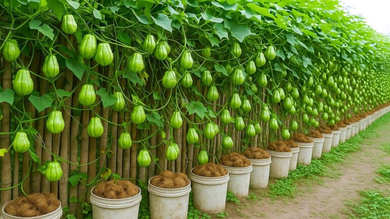 Questo semplice gesto trasforma i cocchi secchi in un giardino rigoglioso e sorprendente…