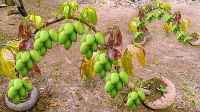 Questo metodo semplice fa crescere gli alberi di mango più velocemente e con più frutti…