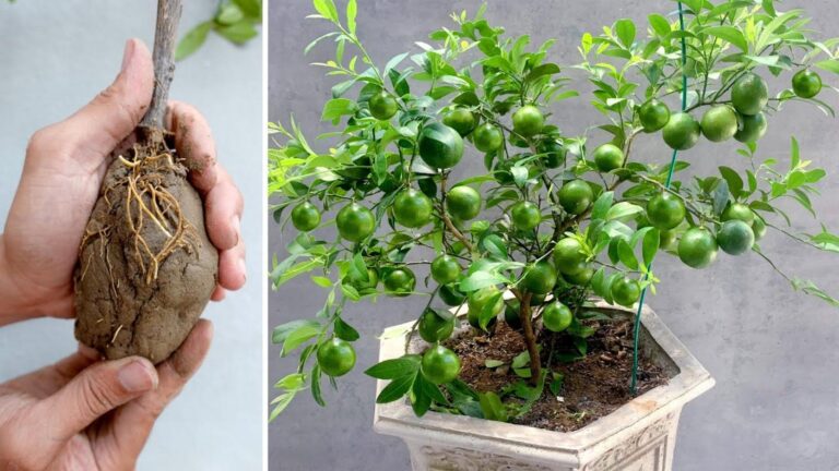Questo semplice gesto ti permetterà di avere limoni freschi tutto l’anno…