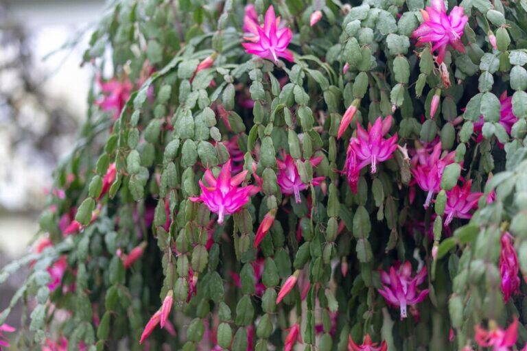 Il Terriccio Perfetto per il Cactus di Natale: La Miscela Ideale per Foglie Sane e Fioriture Spettacolari