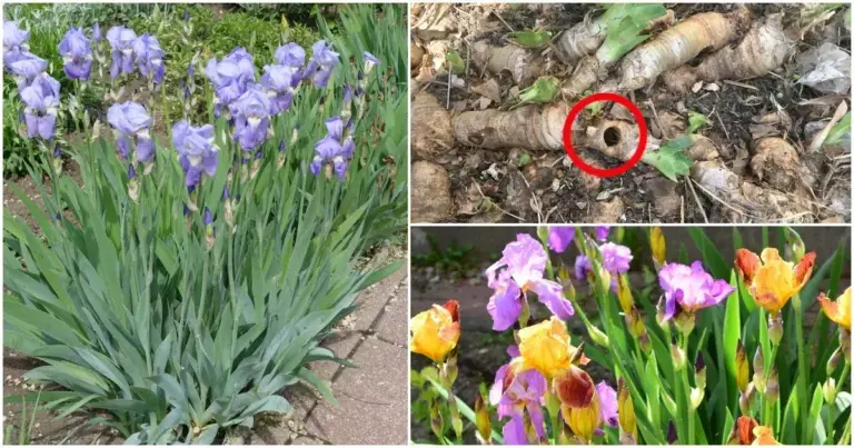 6 Motivi per Cui i Tuoi Iris Non Fioriscono (e Come Farli Rifiorire l’Anno Prossimo)