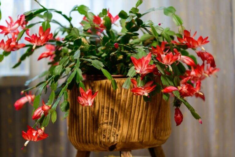 Come Mantenere il Cactus di Natale Sano e Rigoglioso per Tutta l’Estate