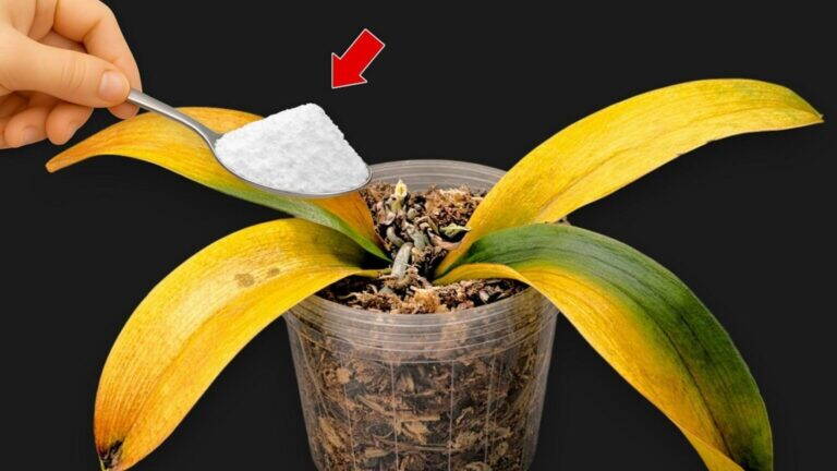 Come un solo cucchiaio può aiutare la tua orchidea a fiorire più a lungo