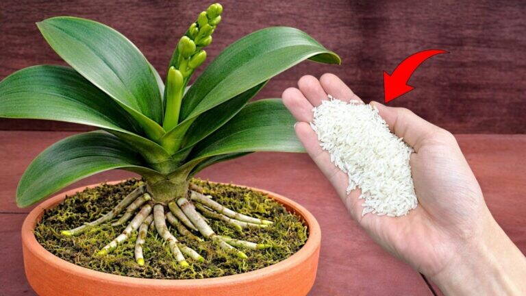 5 modi naturali per favorire la crescita delle orchidee: il ruolo delle patate