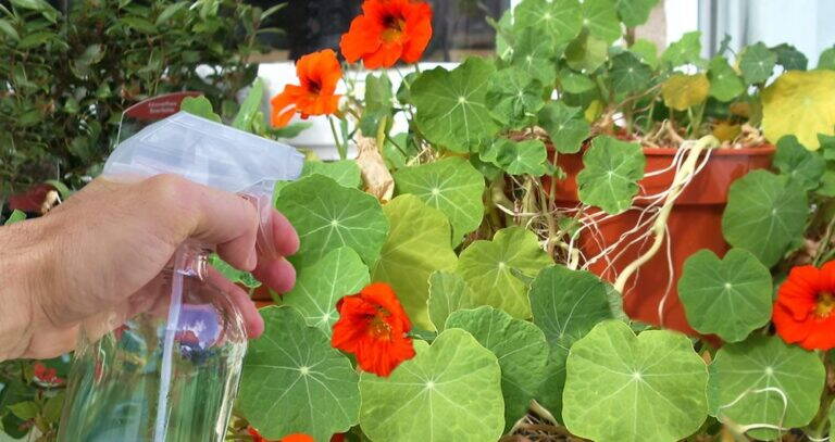 5 rimedi per allontanare le cocciniglie dal balcone per sempre